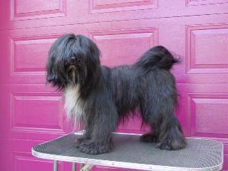 grooming a tibetan terrier