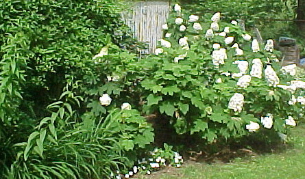 garden1