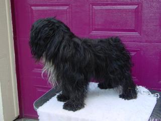 Tibetan terrier grooming tools sale